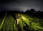 Curi Cabai di Sawah Geneng Blora, Pria Asal Bojonegoro Ditangkap