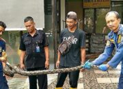 Ular Sanca Raksasa Masuk Rumah Warga Salatiga, Damkar Lakukan Evakuasi Dramatis