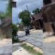 pria blora viral