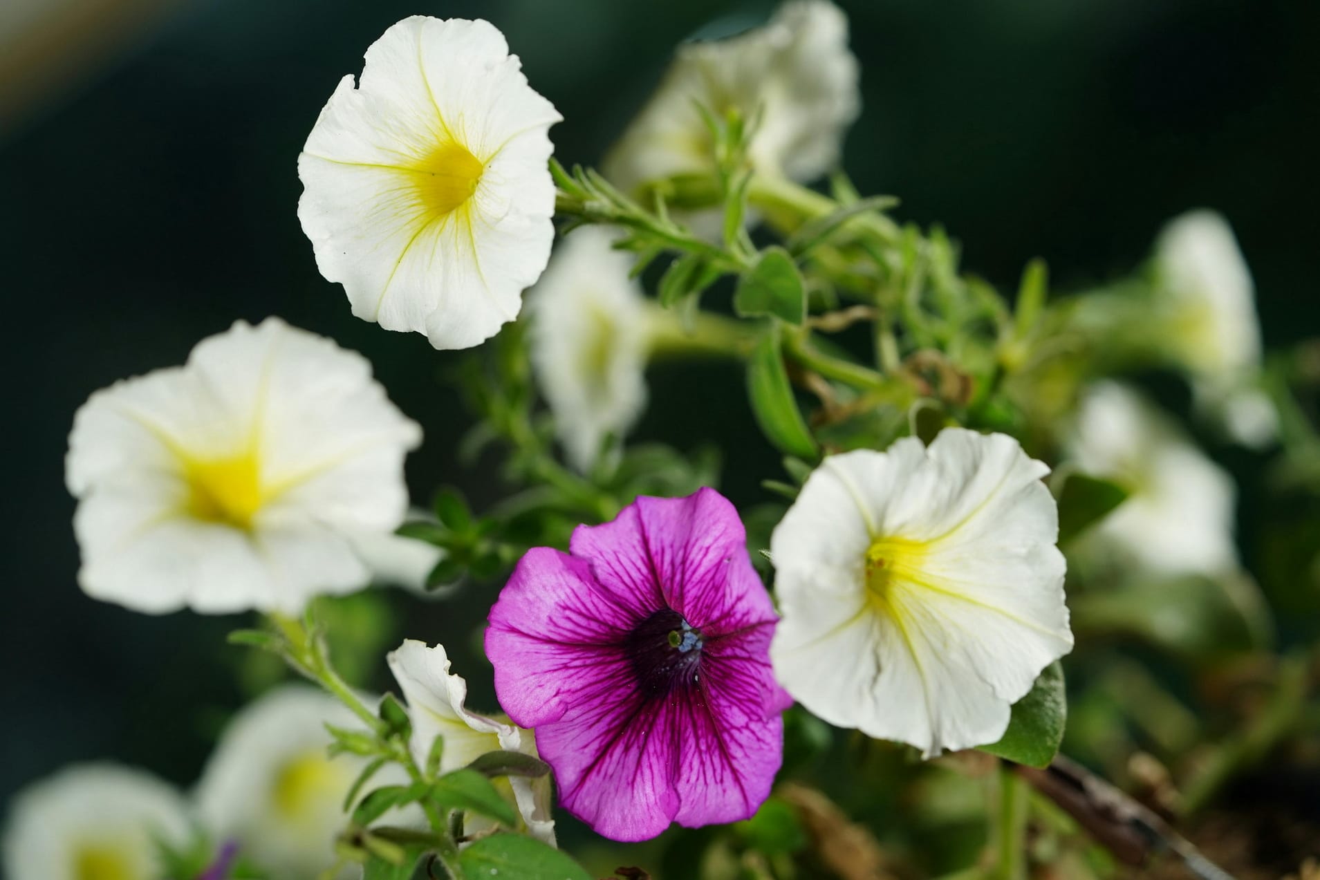 Tanaman Petunia. (Pexels/Pixabay)