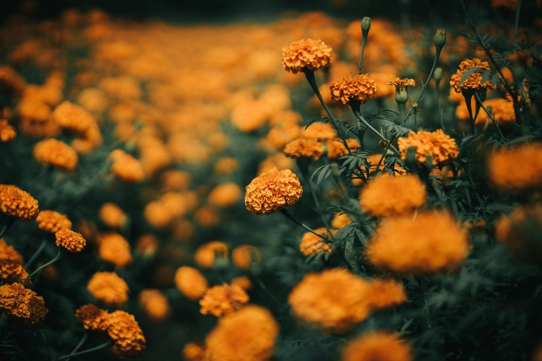 Tanaman Marigold. (Pexels/Pixabay)