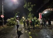 Hujan Disertai Angin Kencang Robohkan Pohon di 30 Titik Kota Semarang, Timpa Mobil Hingga Rumah Warga