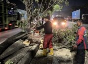 Lebih dari 80 Pohon Tumbang di Semarang, Tim Gabungan 24 Jam Lakukan Evakuasi