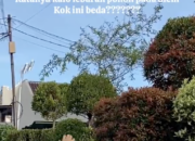 Viral Daun Bergerak saat Shalat Idul Fitri, Tanda Kebesaran Tuhan atau Fenomena Alam? Ini Penjelasannya