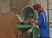 Petani Kopi Ikut ‘Ketar-Ketir’ Dampak Konflik Timur Tengah terhadap Pasar Ekspor