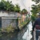Populasi Ikan Sapu-sapu di Sungai Semarang Ancam Ekosistem, Warga Minta Penanganan Serius