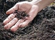 Lindungi Danau Rawapening, Warga Manggihan Getasan Sulap Limbah Ternak Jadi Pupuk Kascing