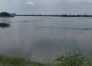 Ratusan Hektare Lahan Sawah di Demak Terendam Banjir, Dampak Meluas ke 9 Desa