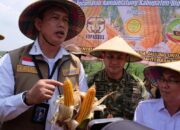Bulog Siap Serap 1 Juta Ton Jagung, Petani Blora Dapat Angin Segar
