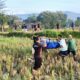 Foto evakuasi korban MD di Bogorejo diduga vertigo. (Heri/beritajateng.tv)