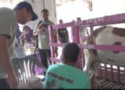 Wisata Edukasi Susu Kambing di Semarang, Pengunjung Belajar Beternak hingga Pemasaran