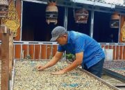 Kopi ‘Mbah Bedjo’ Mendunia! Berawal dari Coba-Coba, Kini Tembus Pasar Jerman dan Jepang