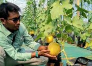 Baru 3 Bulan, BUMDes Wonoyoso Sukses Budidaya Melon Premium dan Siap Panen Raya