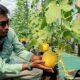 Buah melon yang sudah siap panen dari green house budi daya BUMDes Mekar Wijaya, Desa Wonoyoso, Kecamatan Pringapus, Kabupaten Semarang. (Bowo Pribadi/beritajateng.tv)