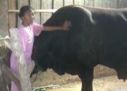 Sapi Limosin 1,1 Ton dari Blora Diusulkan Jadi Kurban Banmas Presiden