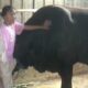 sapi limosin blora