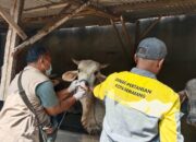 Enam Sapi di Semarang Positif PMK, Dispertan Intensifkan Pengawasan dan Vaksinasi