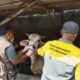 Dinas Pertanian (Dispertan) Kota Semarang mengonfirmasi sebanyak enam ekor sapi terjangkit Penyakit Mulut dan Kuku (PMK) menjelang Hari Raya Iduladha 1447 Hijriah.