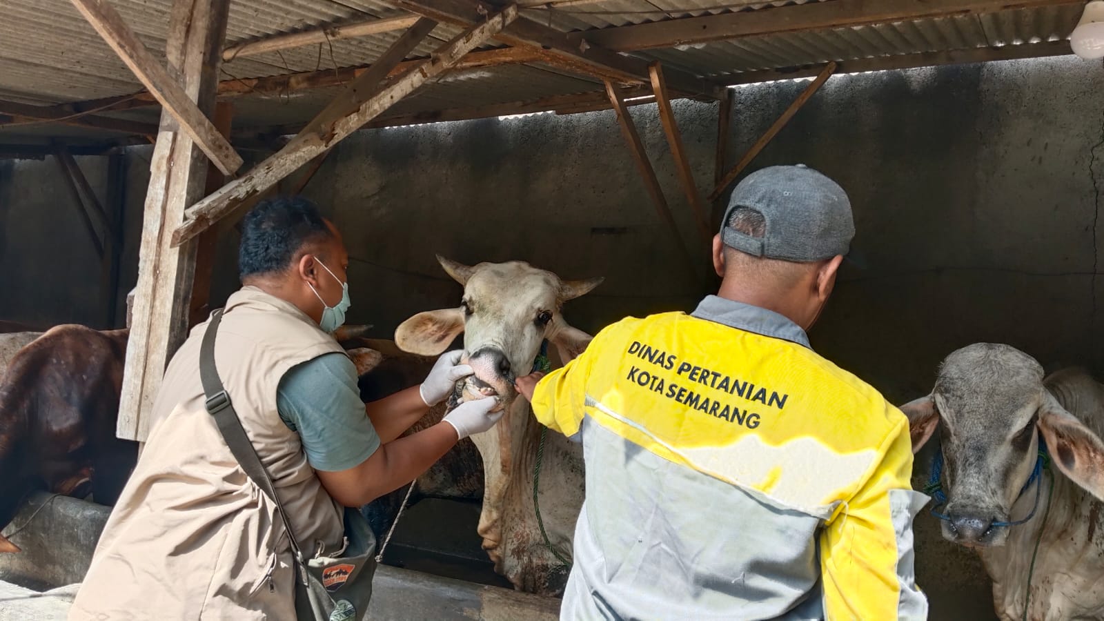 Dinas Pertanian (Dispertan) Kota Semarang mengonfirmasi sebanyak enam ekor sapi terjangkit Penyakit Mulut dan Kuku (PMK) menjelang Hari Raya Iduladha 1447 Hijriah.