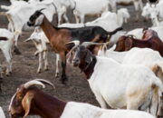Tahun 2026 Permintaan Kambing Kurban Meningkat, Distanak Perketat Pengawasan Hewan di Perbatasan Jateng