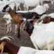 kambing kurban