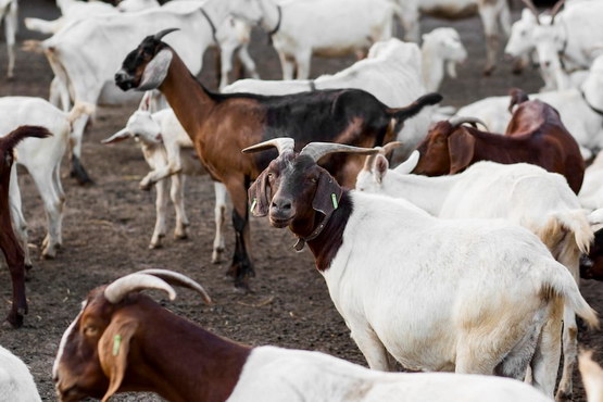 kambing kurban