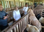 BUMDes di Tengaran Kembangkan Ternak Kambing Boer Asal Afrika, Nilai Jual Tinggi dan Tahan Penyakit