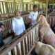 Peternakan Kambing Boer