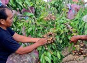 Sebelumnya Penghasil Padi-Jagung, Desa Boto Semarang Kini Sentra Produksi Kelengkeng Premium