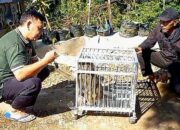 Teror Permukiman Warga, Kera Liar di Ampel Gading Semarang Berhasil Ditangkap