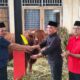 Sapi PDIP