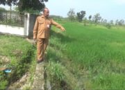 Dapur MBG di Blora Buang Limbah Sembarangan, Cairan Mengalir ke Sawah Bikin Tanaman Padi Kering