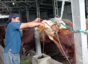 Rahasia Racikan Jamu Tradisional, Bikin Sapi Kurban Jumbo dan Sehat Jelang Iduladha