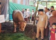 Warga Semringah, Desa Duren Sumowono Terima Sapi Kurban 1 Ton dari Presiden Prabowo