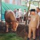 Sapi Presiden