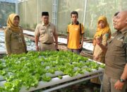 Selada Hidroponik Premium Karangduren Semarang Tembus Pasar Jawa Timur, Permintaan Capai 500 Kg
