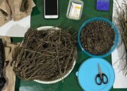 Dua Pengedar Ganja Asal Bringin Diringkus, Polisi Sita 500 Gram Lebih Barang Bukti