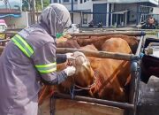Jelang Hari Raya Kurban, Pengawasan Kesehatan Hewan Ternak Ditingkatkan di Pasar Hewan Ambarawa