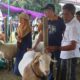 lomba domba ekstrem