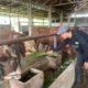 sapi qurban