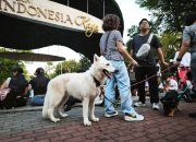 Bukan Makan Bergizi Gratis, Seratus Anjing Lebih Ramaikan MBG ‘Mlaku Bareng Guguk’ di Semarang