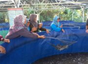 Panen Lele Bioflok KKMP Kunden Blora Diserbu Warga, Harga Lebih Murah dari Pasaran