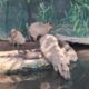 gembira loka zoo