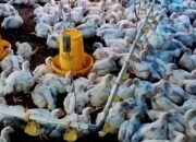 Peternak Jateng Khawatir Pemadaman Listrik Picu Kematian Massal Bibit Ayam, Bisa Rugi Puluhan Juta