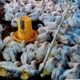 Pemadaman Listrik Ayam