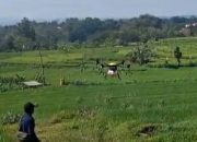 Dukung Swasembada Pangan, Penyemprotan Insektisida Gunakan Drone