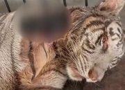 Fakta Baru Kematian Harimau Putih Anggun, Dewan Bantah Dugaan Malpraktik Anestesi