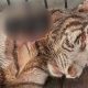 Fakta Baru Kematian Harimau Putih Anggun, Dewan Bantah Dugaan Malpraktik Anestesi