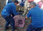 Diduga Kelaparan, Lutung Jawa Turun ke Permukiman di Plalangan Gunungpati dan Tersengat Listrik