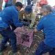 Diduga Kelaparan, Lutung Jawa Turun ke Permukiman di Plalangan Gunungpati dan Tersengat Listrik